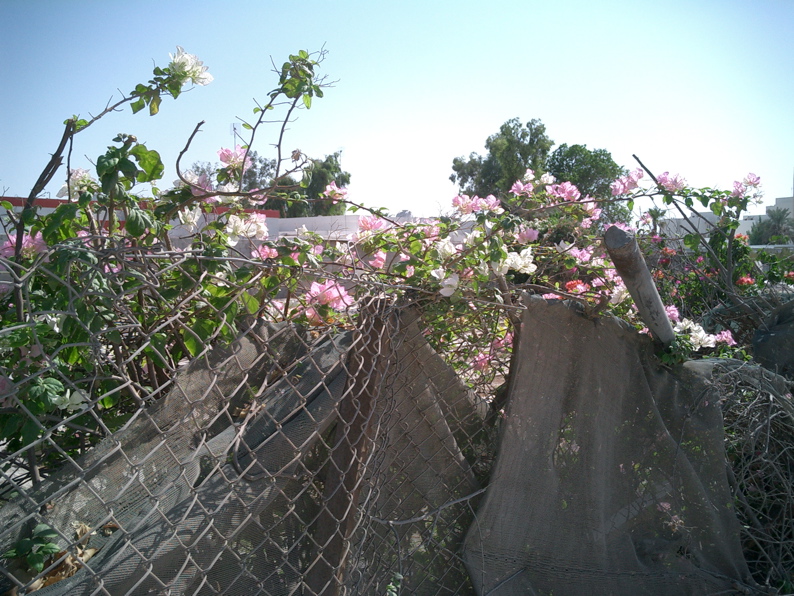 CIMG0542.JPG