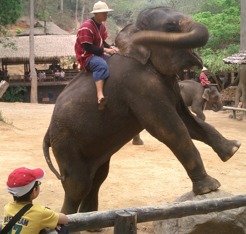 Elephant Camp