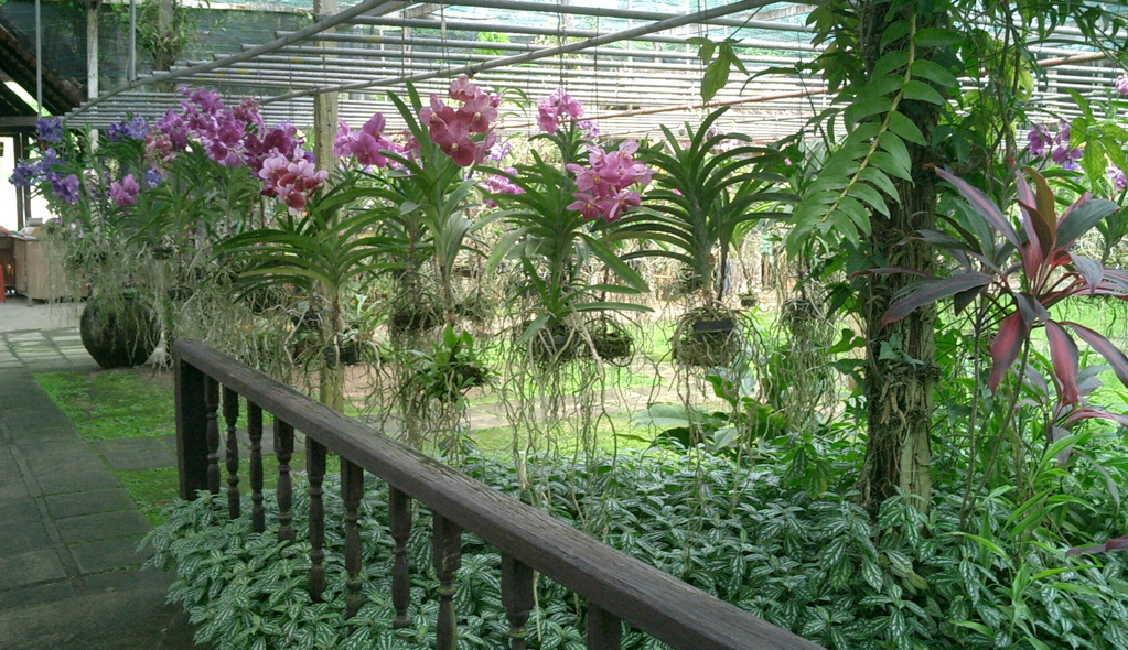 Orchid Farm