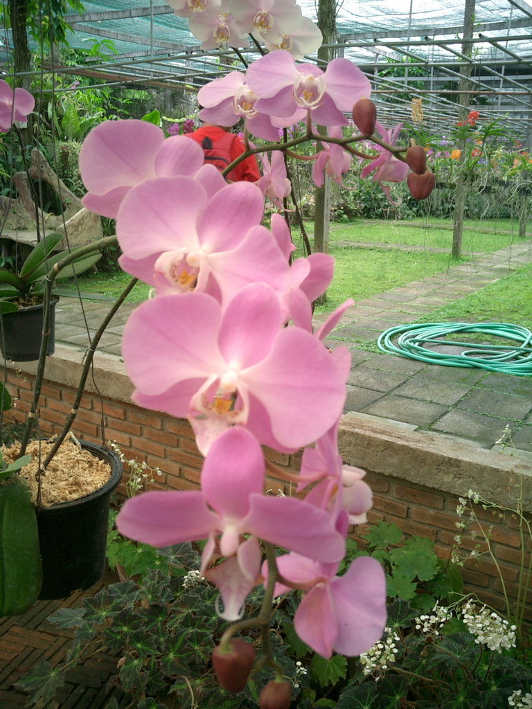 Orchid Farm