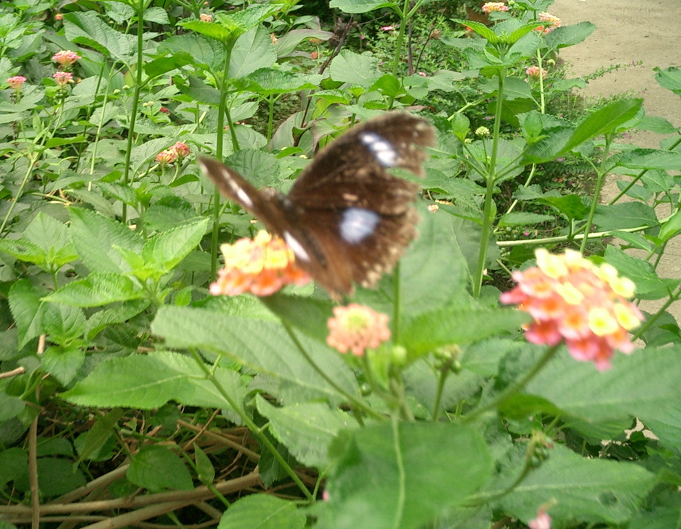 Butterfly!