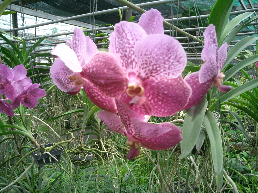 Orchid Farm