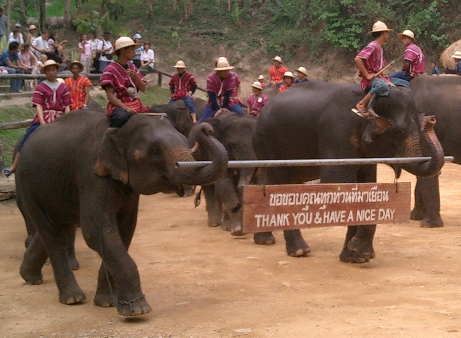 Elephant Camp