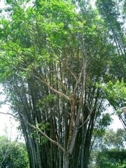 Giant Bamboo