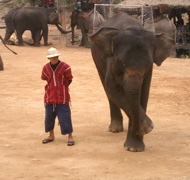 Elephant Camp