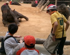 Elephant Camp