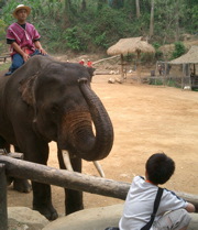 Elephant Camp