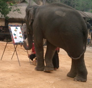 Elephant Camp